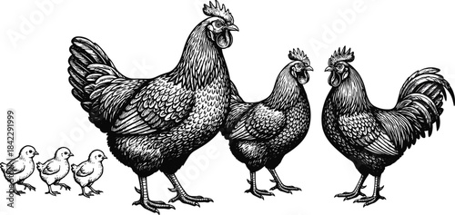 Detailed vintage-style illustration of hens, rooster, and chicks, farm poultry family drawing for agriculture themes, rustic livestock artwork, traditional countryside vector design