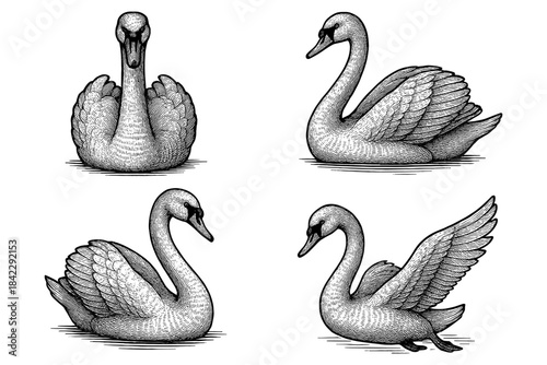 Elegant hand drawn swans in various poses with detailed feather pattern