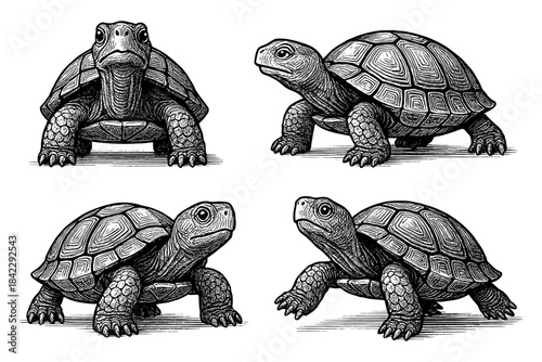 Intricate black and white turtle engravings capturing unique poses and details