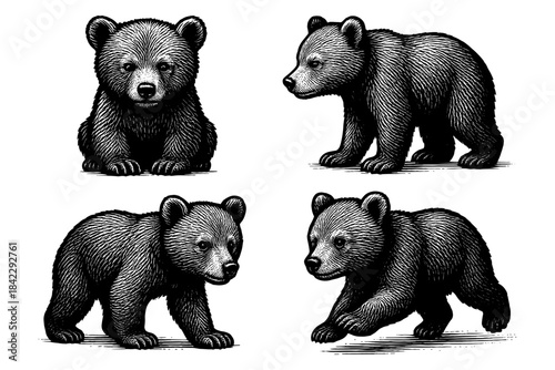 Vintage style bear cubs drawing set: detailed black and white animal art