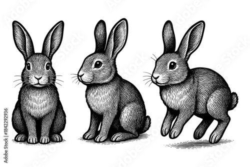 Detailed black and white rabbit sketches in various poses on white background