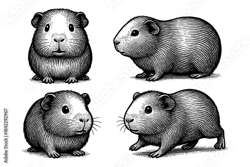 Hand drawn guinea pig collection: detailed black and white animal sketches