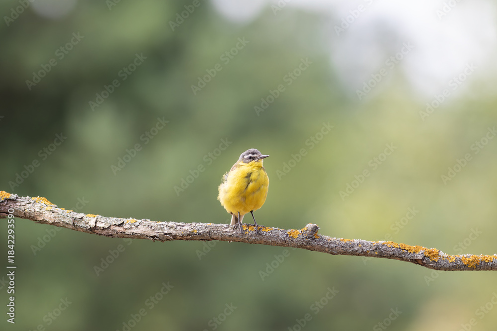 Obraz premium Bird world: yellow wagtail in natural habitat