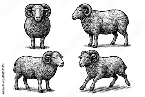 Intricate engraved sheep illustrations: detailed black and white ram designs
