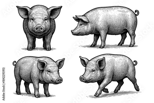 Detailed engraving style pigs in various poses on white background