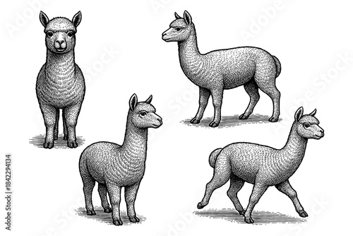 Hand-drawn alpacas set in black and white engraving style