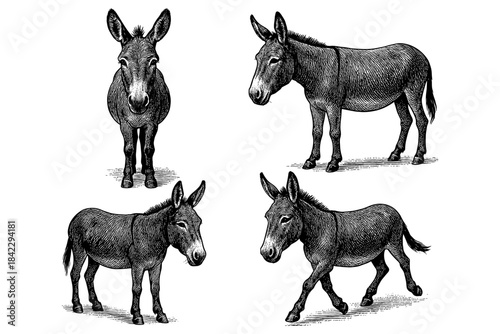 Detailed engraving of donkeys in various poses on white background