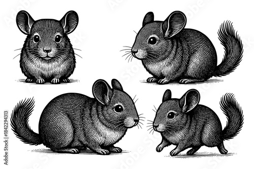 Realistic black and white chinchilla sketches with detailed fur patterns