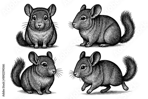 Detailed hand-drawn chinchilla set in engraving style on white background