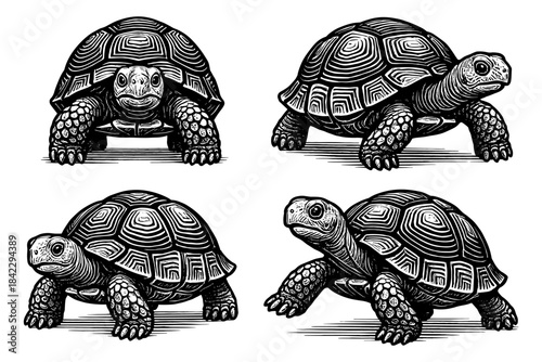 Intricate black and white tortoise designs with detailed line patterns in vintage style