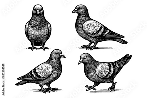 Detailed black and white pigeon engravings set