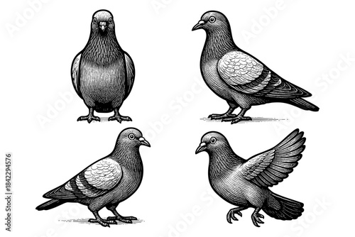 Vintage engraved pigeon art featuring detailed bird illustrations in black and white
