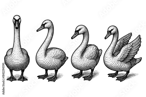 Detailed monochrome swans in vintage style with different poses