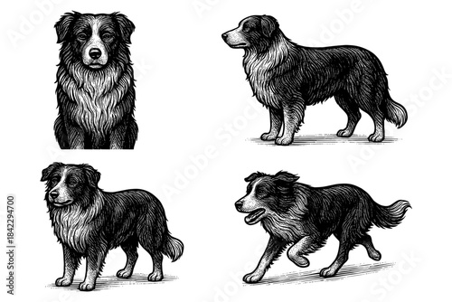 Hand drawn border collie poses with detailed linework illustrations