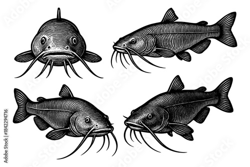 Vintage engraved catfish collection in detailed black and white style