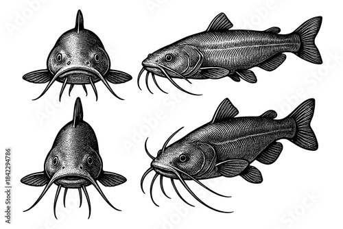 Detailed catfish engraving with vintage style and distinct features