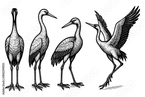 Detailed bird sketches: graceful crane in various poses and movements