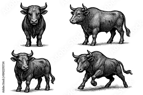 Detailed engraving style bulls set in various poses