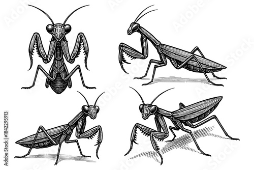 Detailed engravings of praying mantises in various poses