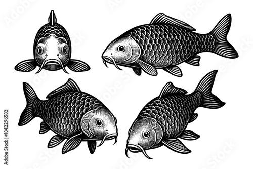 Intricate carps: detailed black and white aquatic designs for artistic inspiration