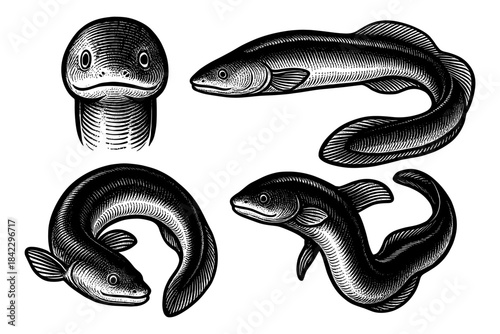 Hand-drawn eel illustration featuring detailed black and white engravings