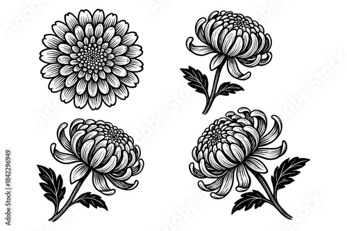 Intricate floral designs featuring chrysanthemums with detailed line art