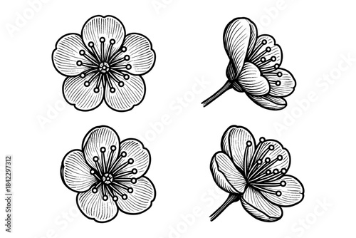 Elegant black and white floral sketches of cherry blossoms in different angles