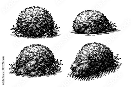 Intricate hand drawn shrubs and bushes in vintage black and white engraving style