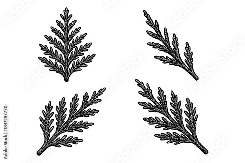 Intricate botanical sprigs in vintage engraving style