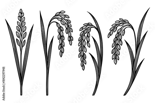 Intricate botanical designs of rice plants in detailed black and white