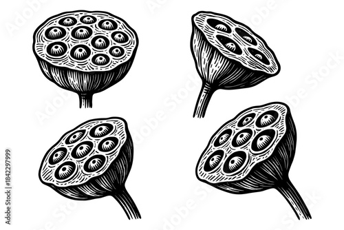 Detailed black and white lotus seed pods in vintage engraving style