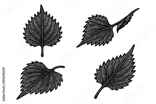 Intricate black and white engraved leaves collection on white background