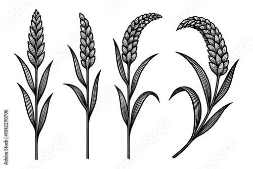 Elegant black and white wheat designs with intricate floral patterns