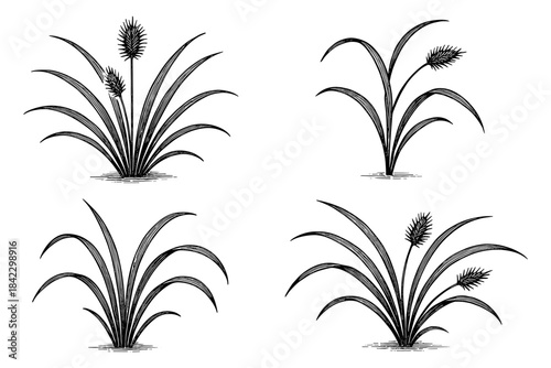 Elegant botanical line art of grass elements in black and white