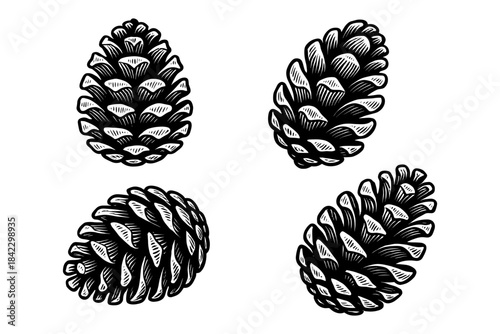 Intricate hand-drawn pine cones collection on white background