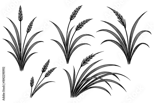 Collection of hand drawn wheat plants isolated on white background
