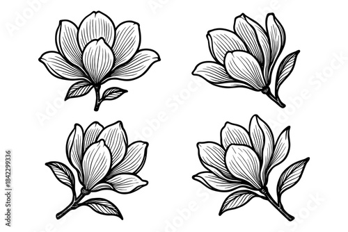 Set of hand drawn magnolia flowers, monochrome botanical design