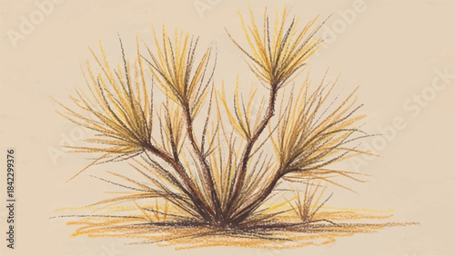 Colored Pencil Hand-Drawn Illustration of Desert Dry Grass or Yucca Plant Bush