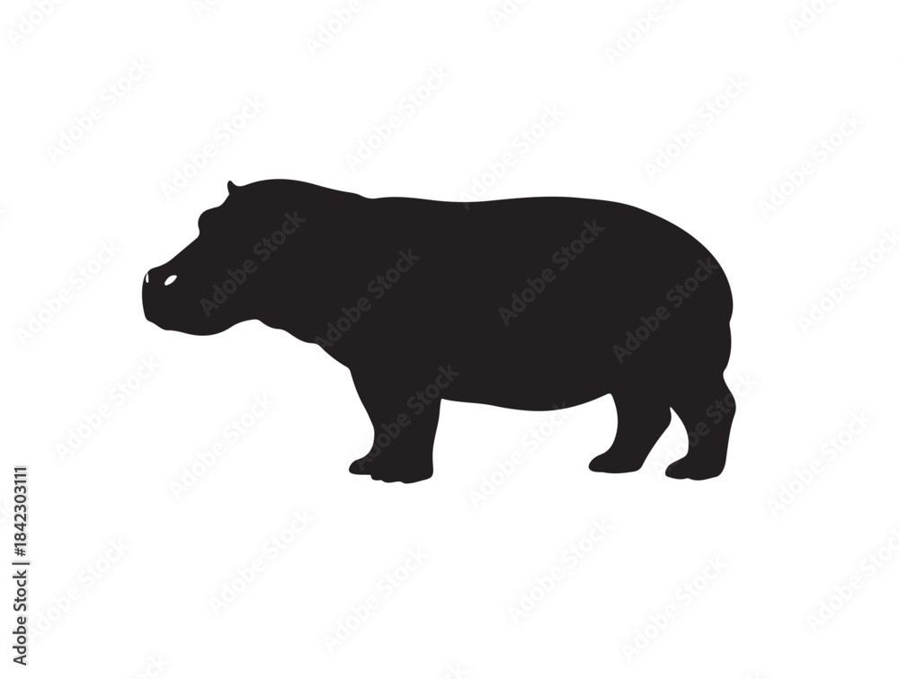 Fototapeta premium Hippopotamus in silhouette white background.