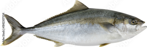 Yellowtail Fish Without Background