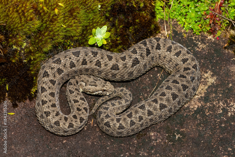 Fototapeta premium Close-up of a beautiful berg adder (Bitis atropos), in the Drakensberg mountains. A South African endemic venomous snake on a rock