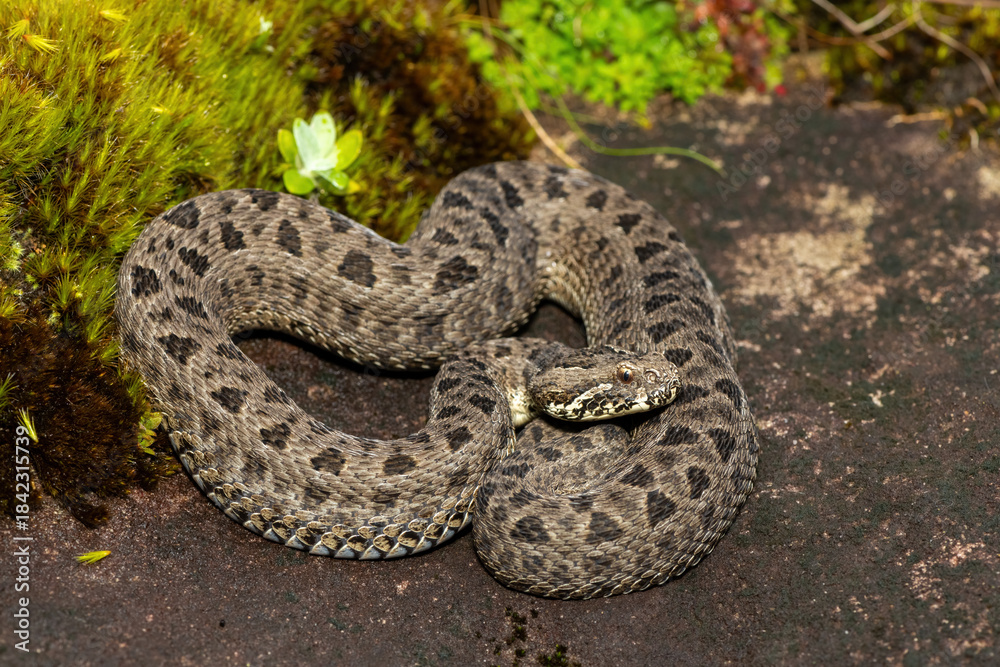 Fototapeta premium Close-up of a beautiful berg adder (Bitis atropos), in the Drakensberg mountains. A South African endemic venomous snake on a rock