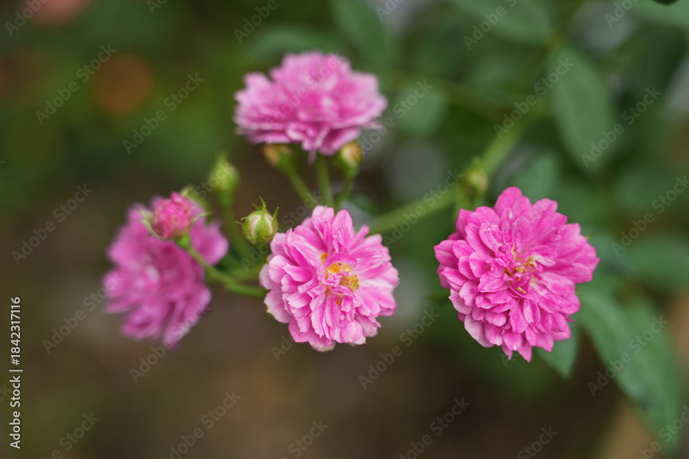 Obraz premium Pink roses in the garden of pink roses. Blooming Roses on the Bush. Growing roses in the garden.