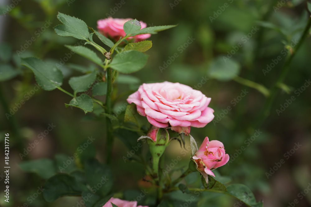 Fototapeta premium Pink roses in the garden of pink roses. Blooming Roses on the Bush. Growing roses in the garden.
