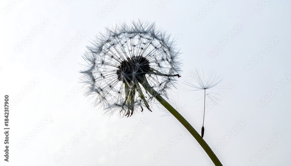 Fototapeta premium Close-up of a dandelion seed head against a bright, clear sky, with one seed in mid-air