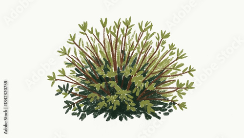 Hand-Drawn Colored Pencil Stylized Illustration of a Low-Lying Green Shrub on White