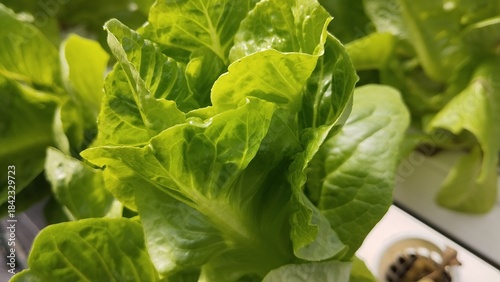 fresh romaine lettuce  leaves, planted using hydroponic system