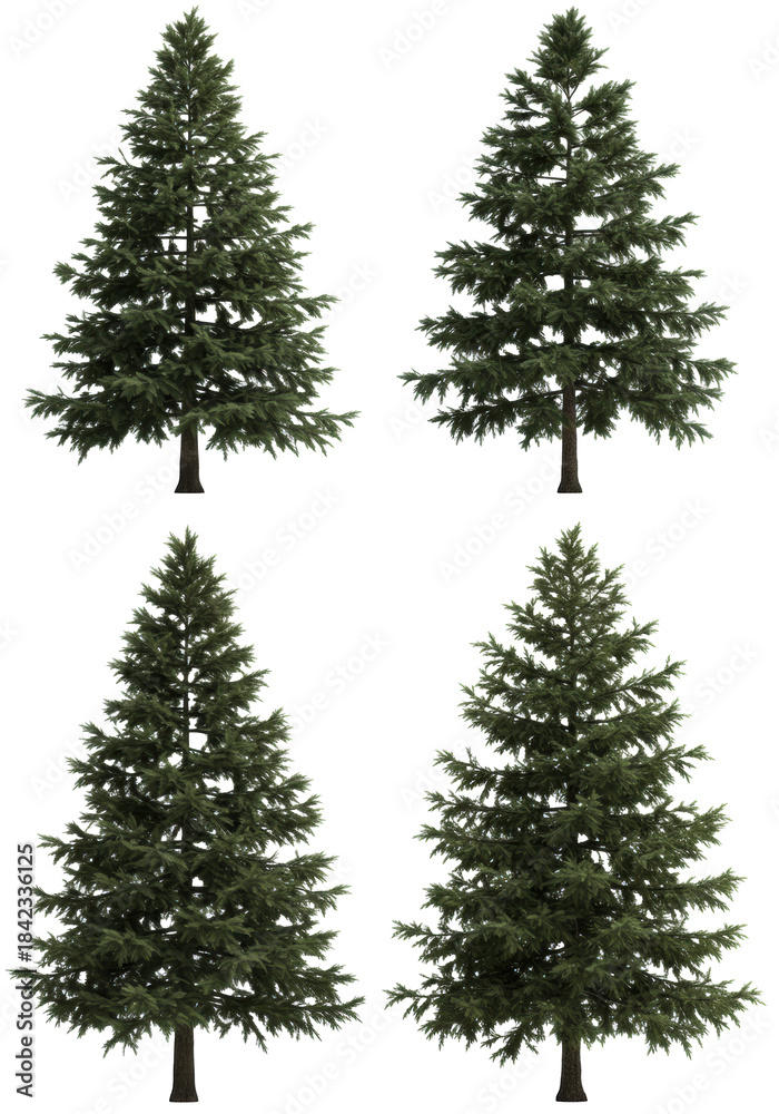 Obraz premium Six isolated, hyperrealistic spruce and fir coniferous trees showing bark and needle texture, studio shot on a transparent background. Concept for commercial 3d assets