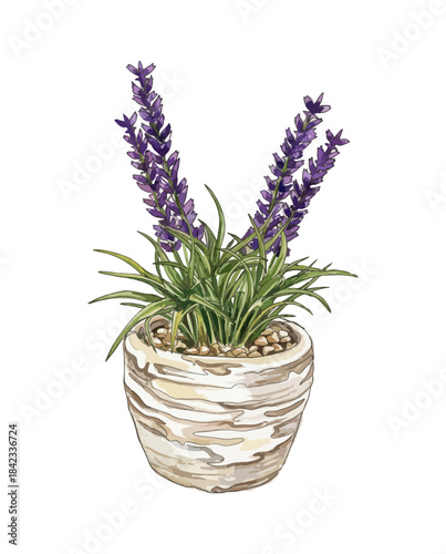 Hand drawn lavender flower in a rustic pot. Watercolor style vector illustration isolated on white background. Beautiful purple lavender plant in a flowerpot for home decoration. Potted lavender plant