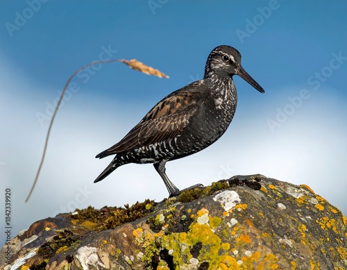 Close-up of a speckled bird perched atop a lichen-covered rock against a blurred sky